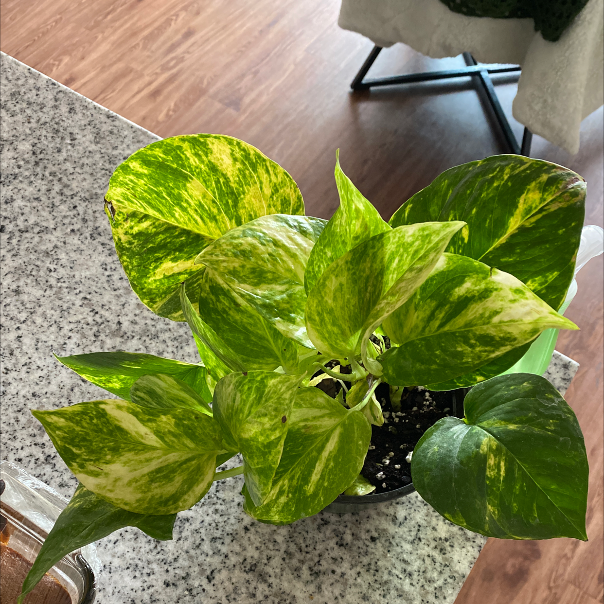Hawaiian Pothos plant with vibrant green and yellow variegated leaves in a pot on a countertop.