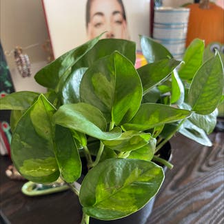 Global Green Pothos plant in Fairview, North Carolina