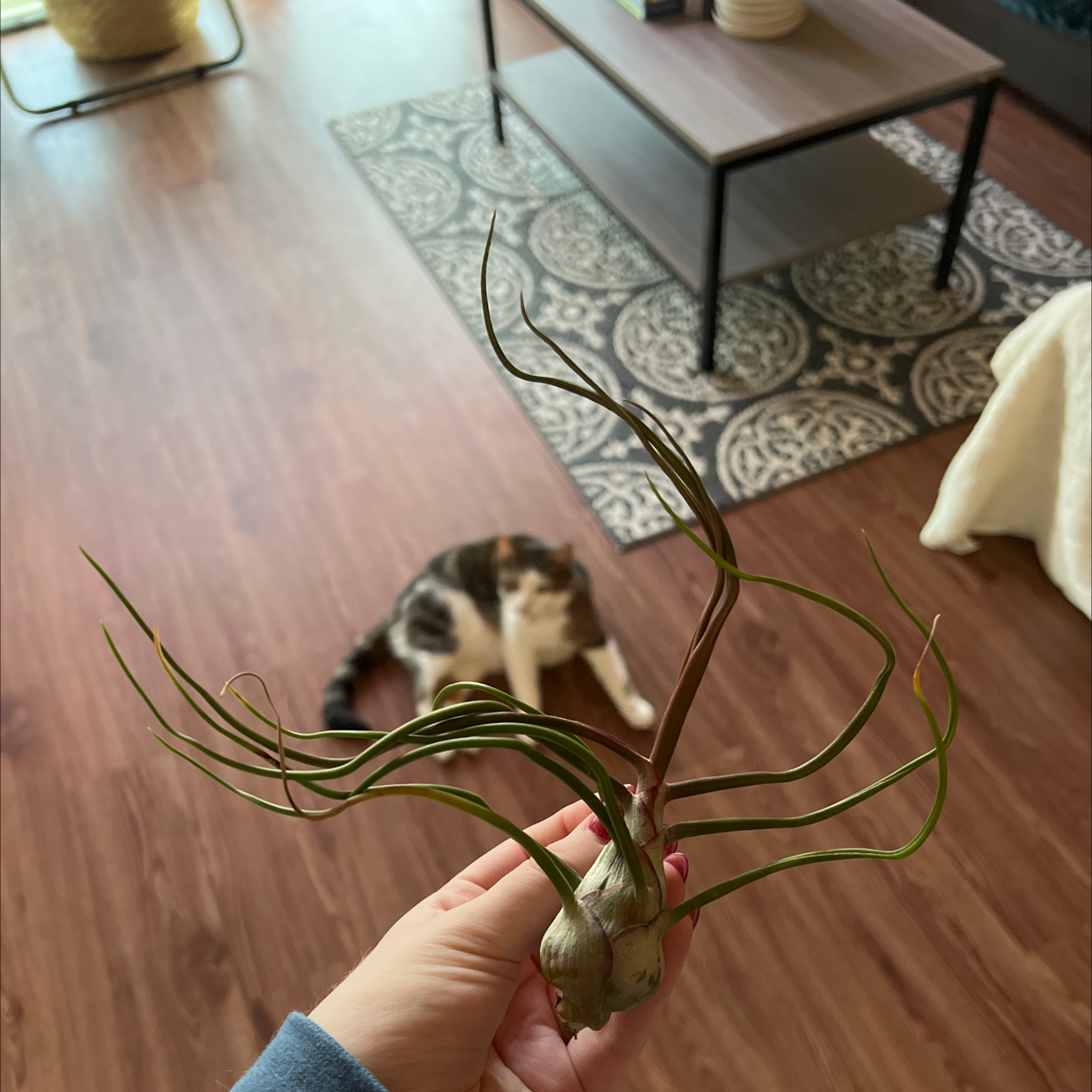 Hand holding a healthy Bulbosa Air Plant with a cat and indoor furniture in the background.