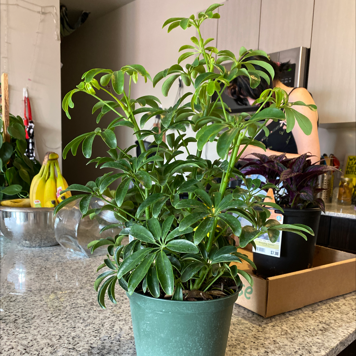 Dwarf Umbrella Tree plant photo by @sarahellieb named Chopper on Greg, the plant care app.