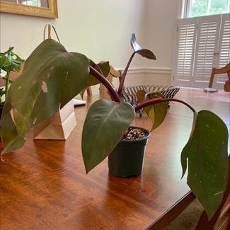 Pink Princess Philodendron plant in Fairview, North Carolina