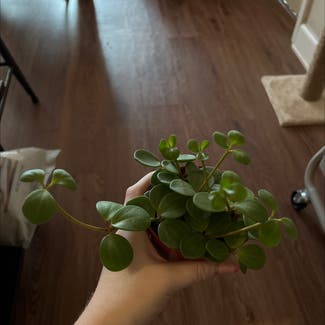 Peperomia 'Hope' plant in Fairview, North Carolina