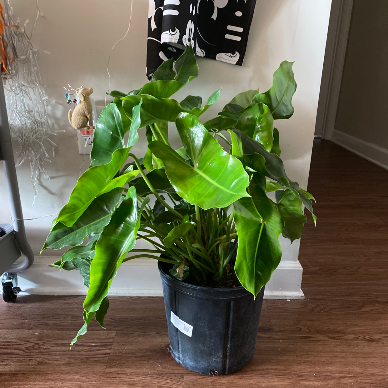 Healthy Burle Marx plant in a black pot indoors with vibrant green leaves.