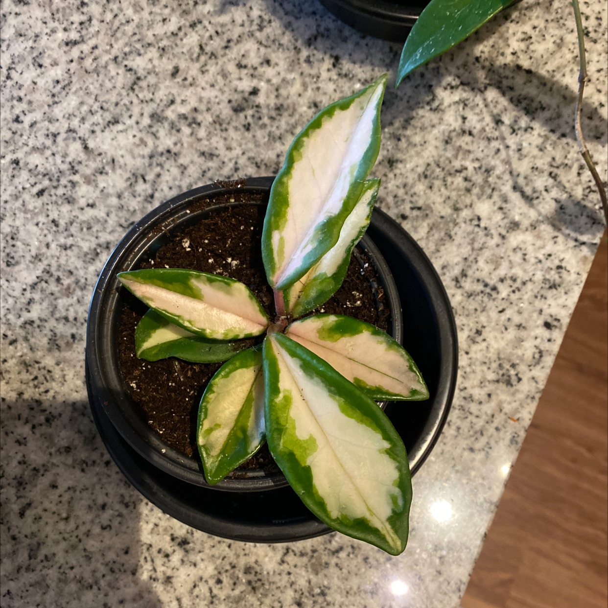 Krimson Princess Hoya plant in a small pot with variegated green and cream leaves.