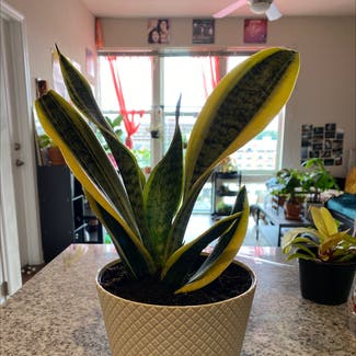 Snake Plant plant in Fairview, North Carolina