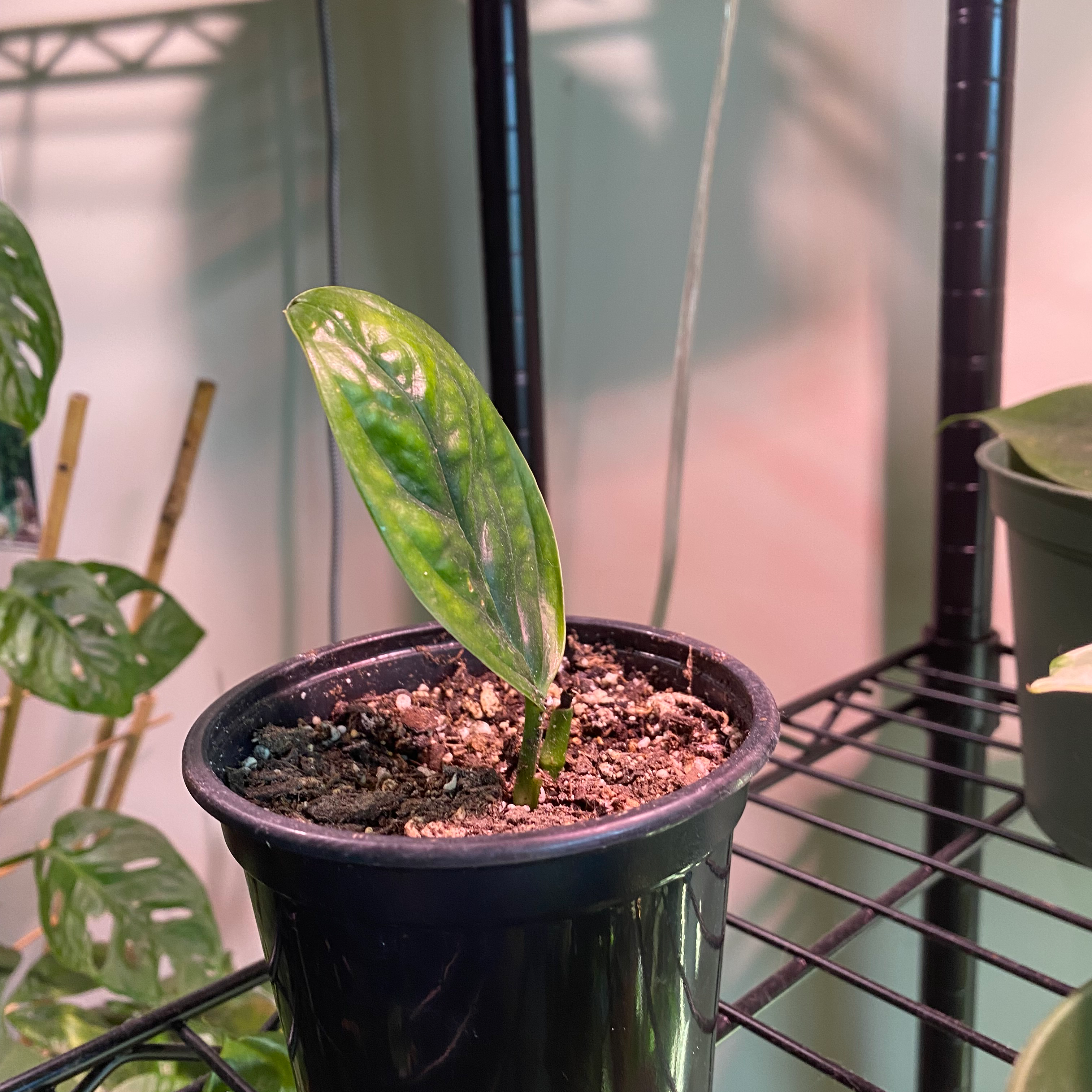 Young Monstera pinnatipartita plant in a small pot with visible soil, well-framed and in focus.