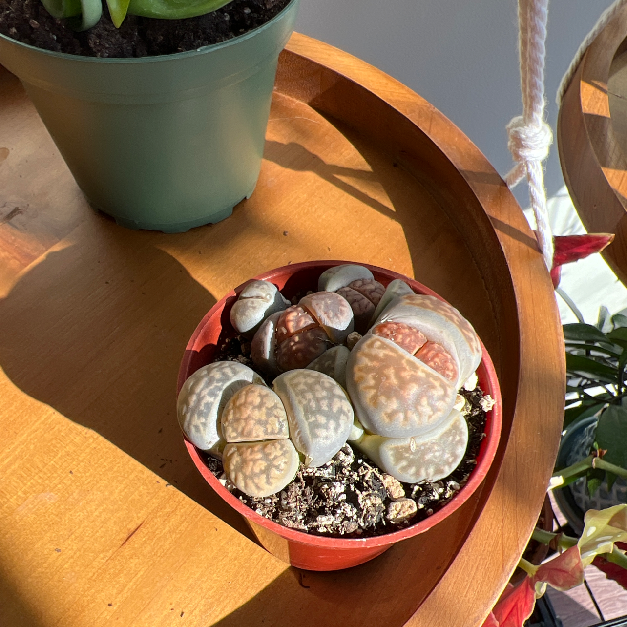 Best Soil for Lithops
