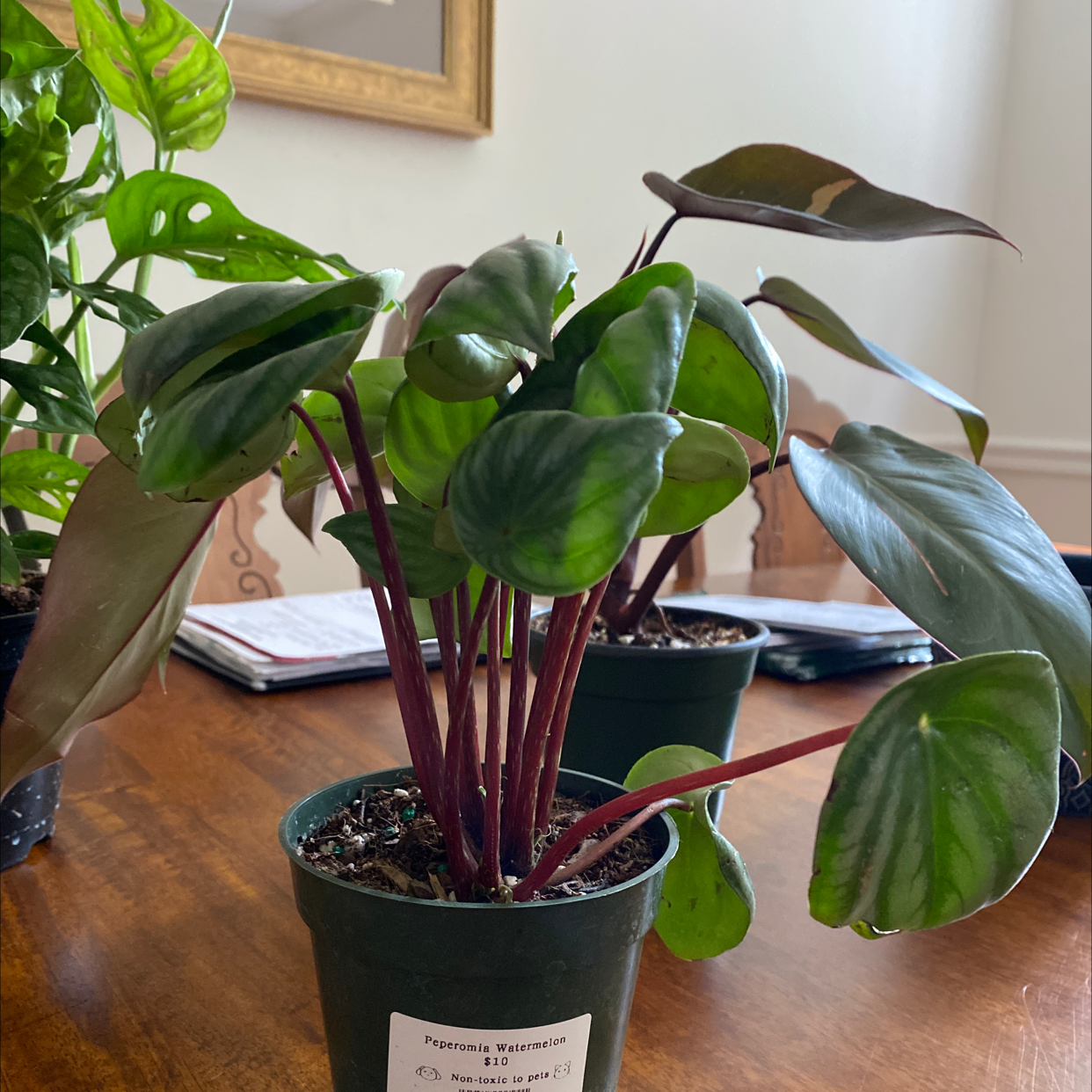 Watermelon Peperomia plant photo by @sarahellieb named water on Greg, the plant care app.