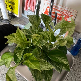 Marble Queen Pothos plant in Fairview, North Carolina