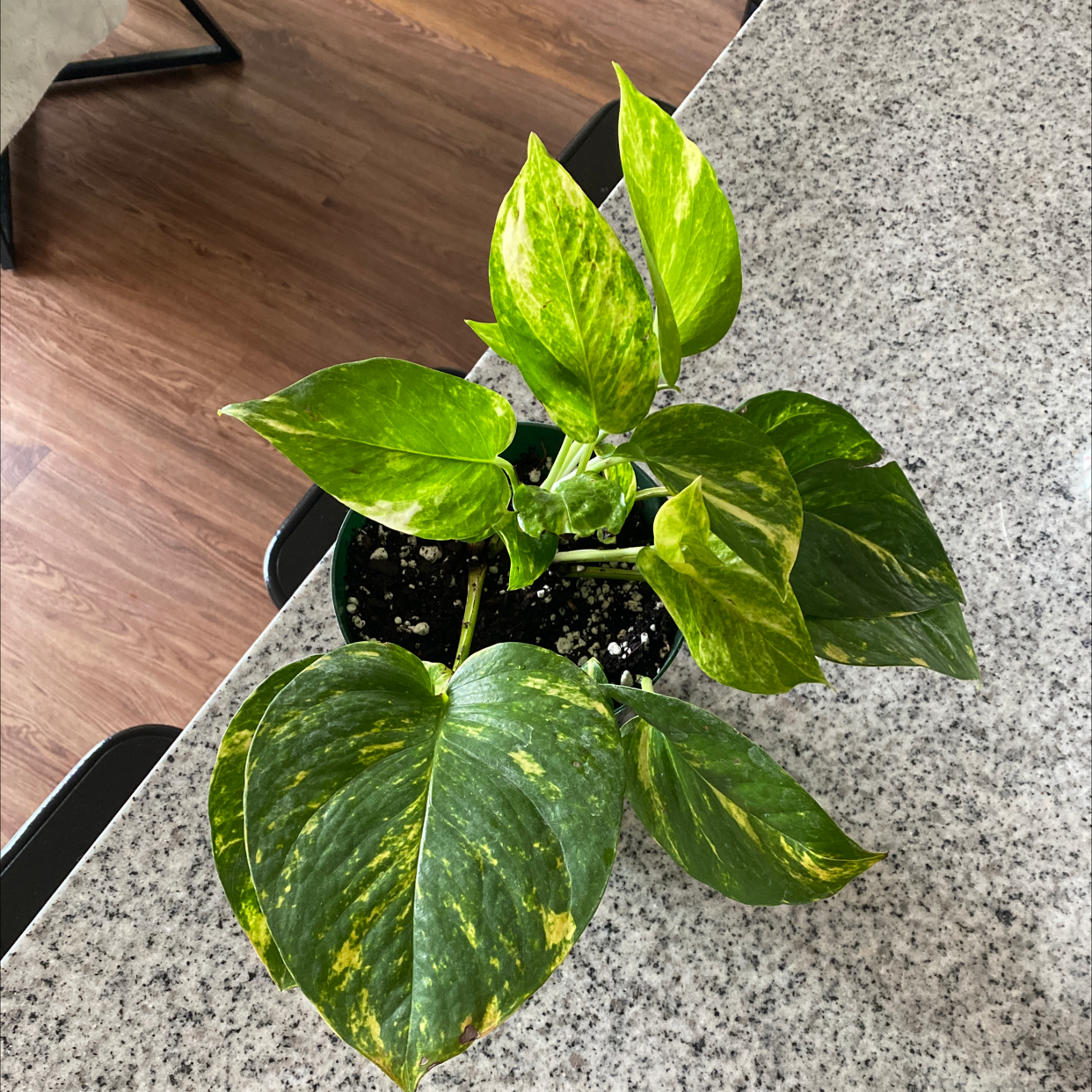 Photo of the plant species Hawaiian Pothos by @sarahellieb named Jimmy Buffet on Greg, the plant care app
