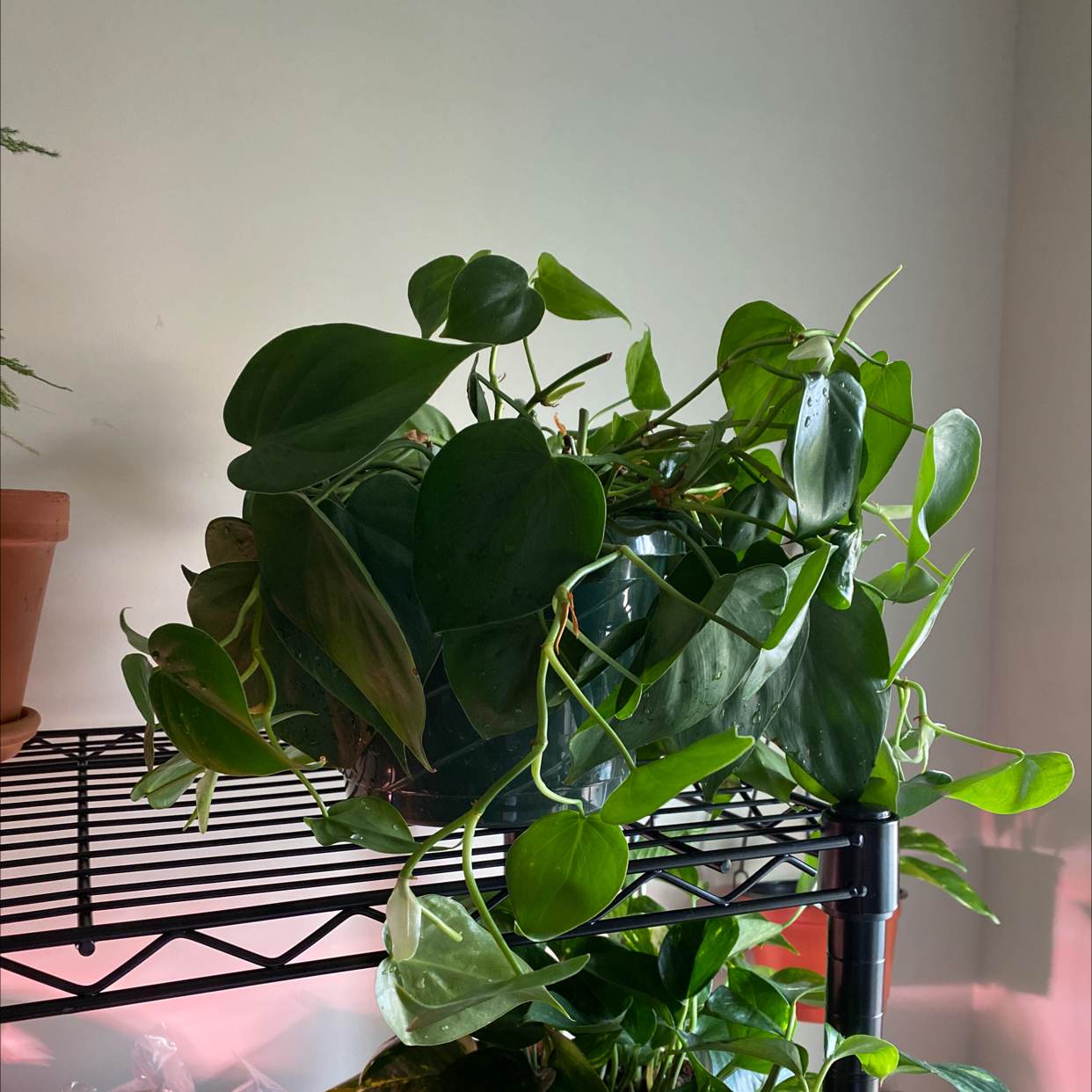 Philodendron Scandens plant photo by @sarahellieb named Brook on Greg, the plant care app.