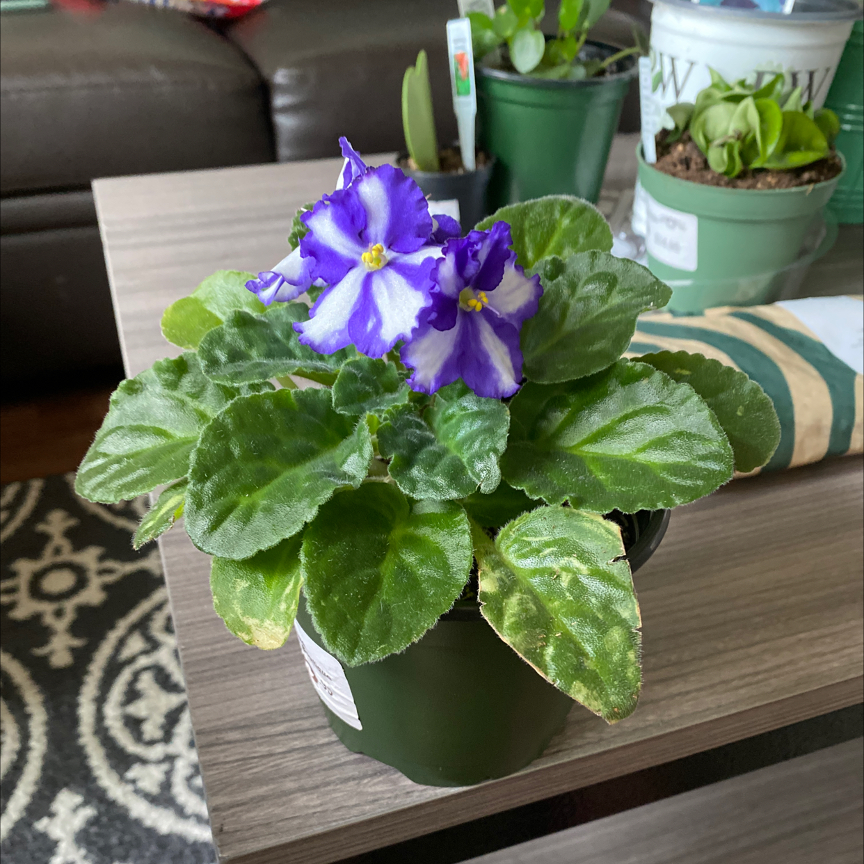 African Violet plant photo by @sarahellieb named Prissy on Greg, the plant care app.