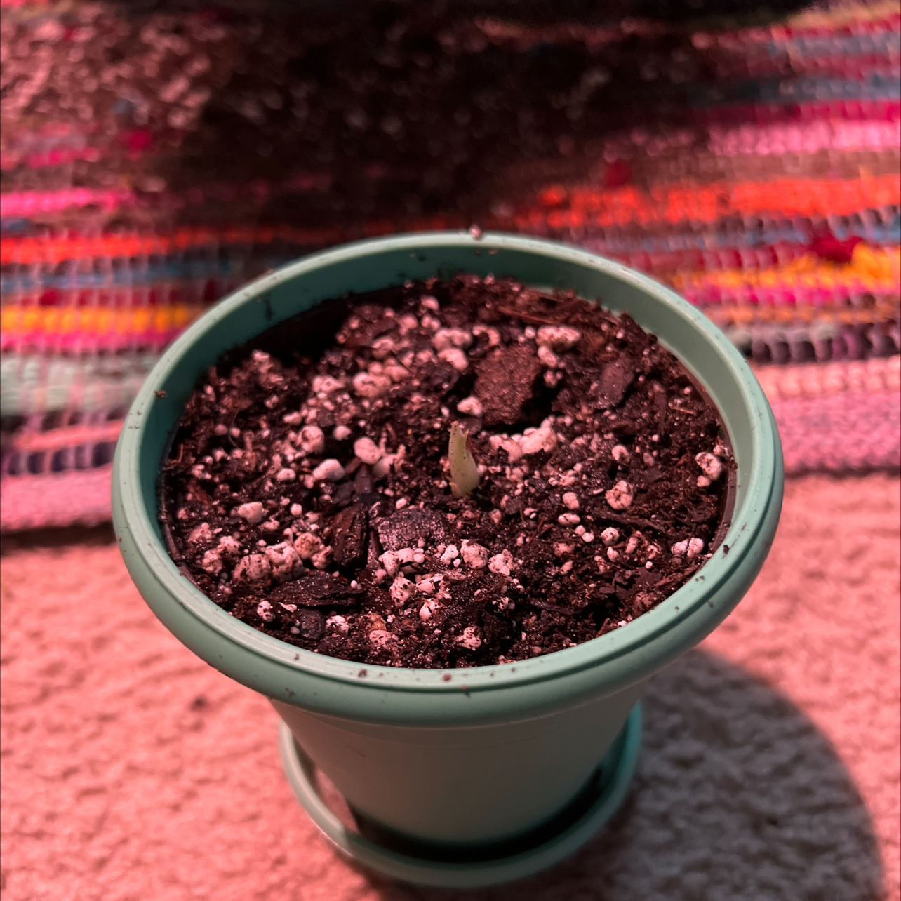 Small potted Alocasia 'Maharani' with a single emerging shoot in a teal pot on a colorful rug.