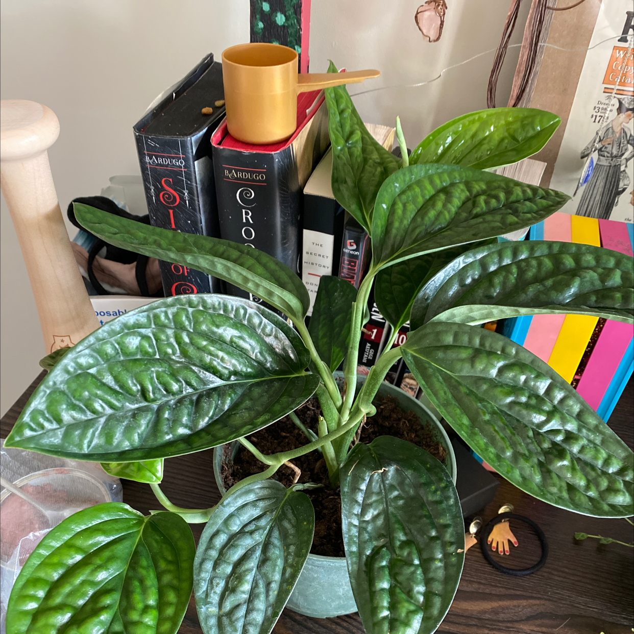 Monstera pinnatipartita plant with healthy, glossy green leaves in a pot on a table.