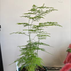 Asparagus Fern plant