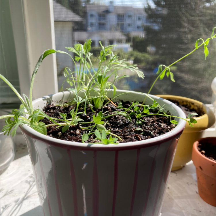 Forget-Me-Not plant photo by @Maddiesaddie55 named Bee on Greg, the plant care app.