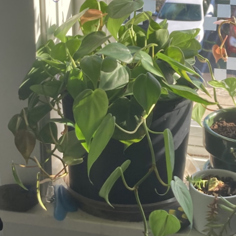 Philodendron Scandens plant photo by @Maddiesaddie55 named Picasso on Greg, the plant care app.