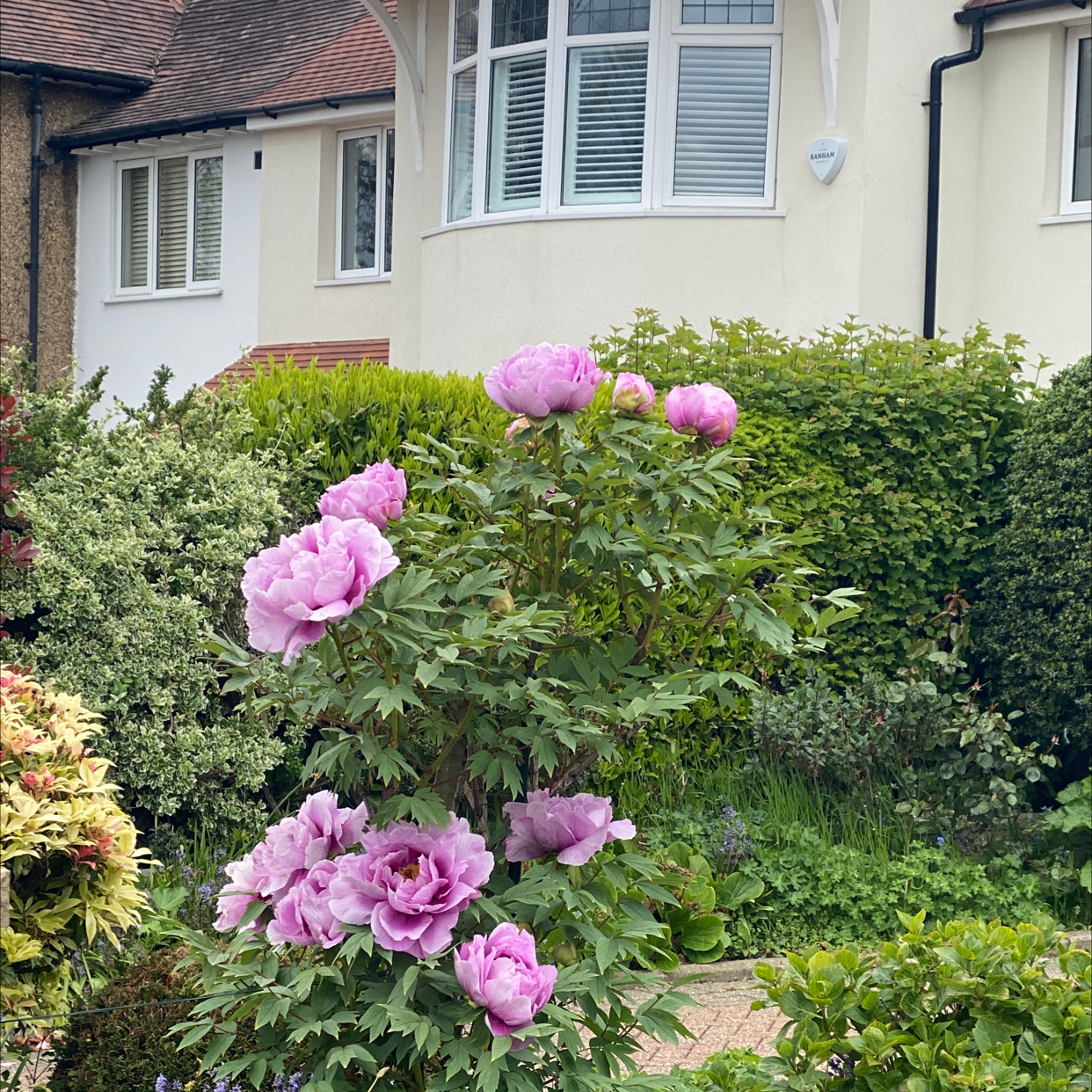 Chinese Peony plant with multiple blooming flowers in a garden setting.