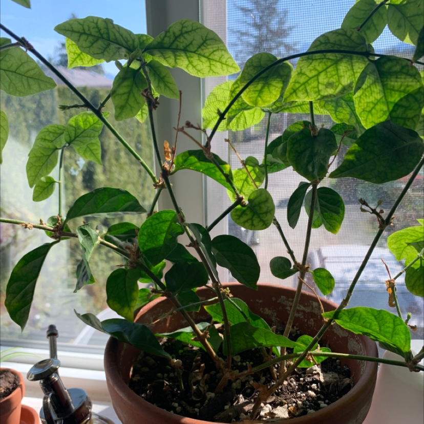 A healthy Arabian Jasmine plant with glossy green leaves growing in a brown ceramic pot on a sunny windowsill.