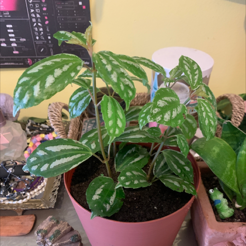 Aluminum Plant plant photo by @teebeetbh named lars (he/they) on Greg, the plant care app.