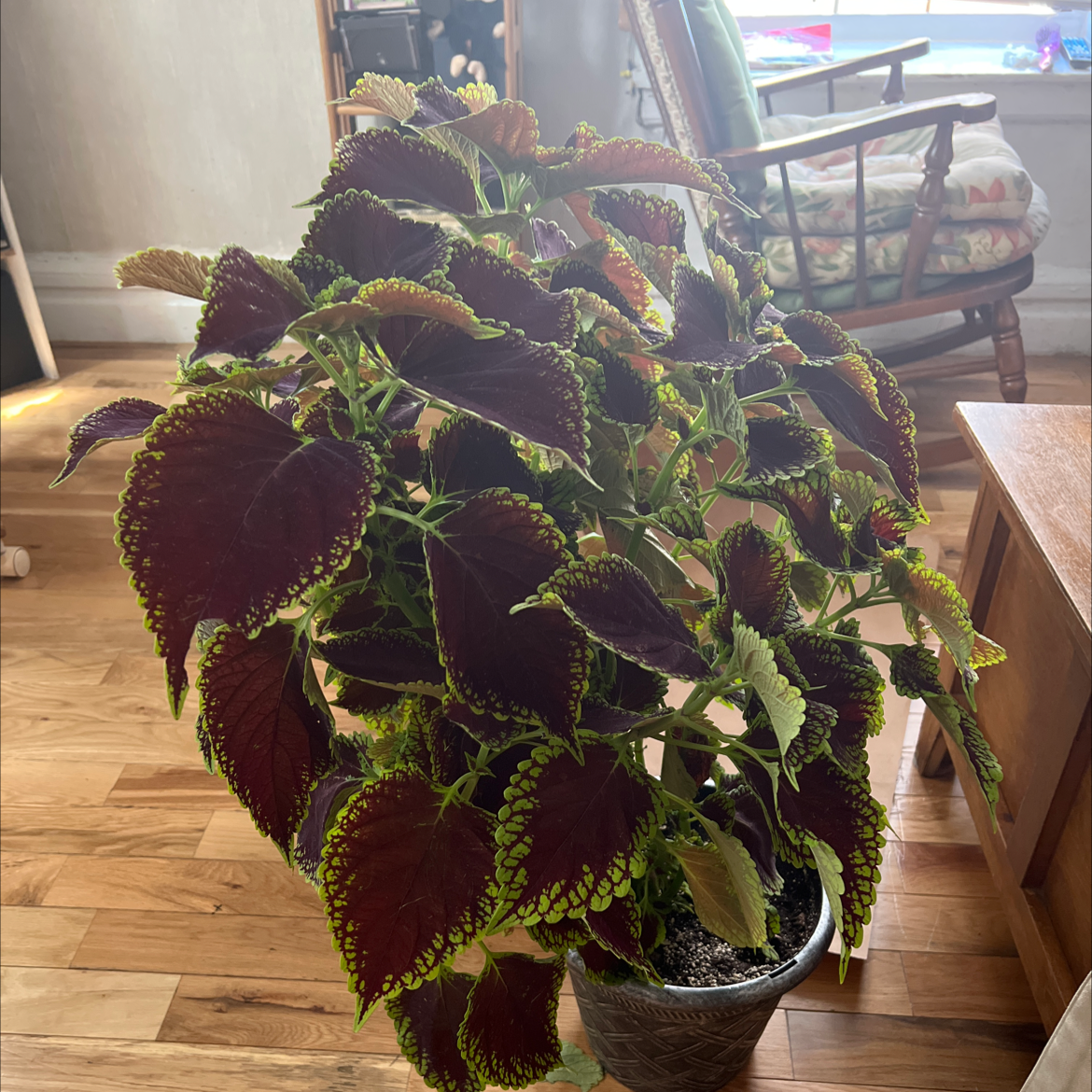 Vibrant, healthy Coleus plant with large burgundy and green patterned leaves in a white pot on a wooden surface indoors.