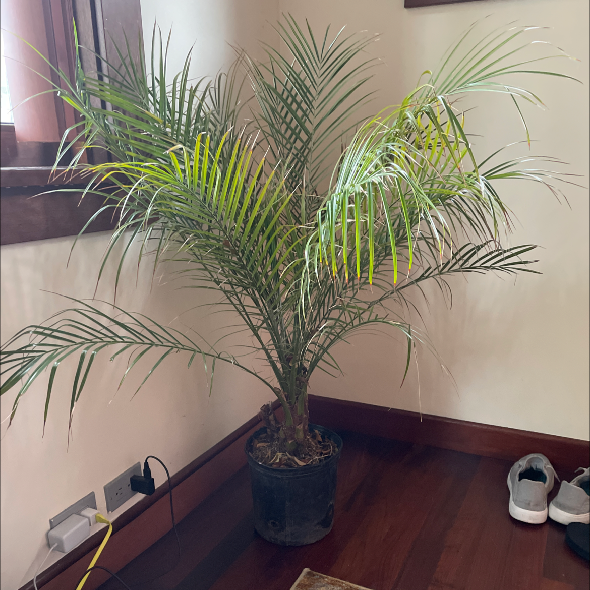 Indoor Pygmy Date Palm with long healthy green fronds, in a dark pot near a window with warm natural light.