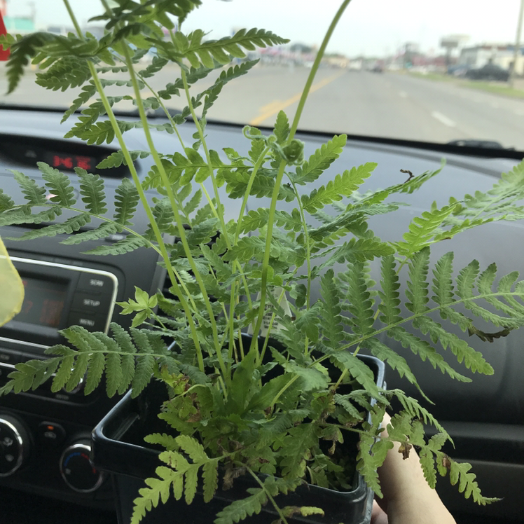Potted Male-Fern plant with green fronds, held in a car.