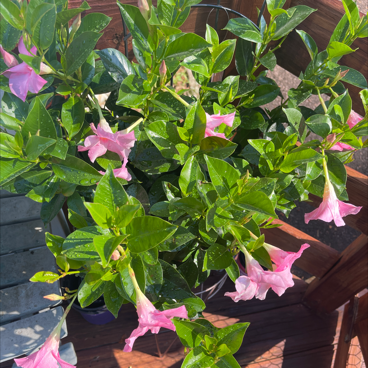 Brazilian Jasmine plant with green leaves and pink flowers, appearing healthy.