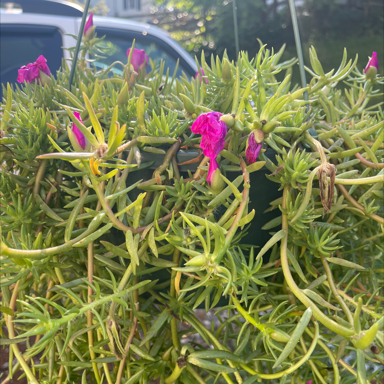 Moss Rose Purselane plant with many bright pink flowers, thin succulent stems and leaves, growing outdoors in a garden.