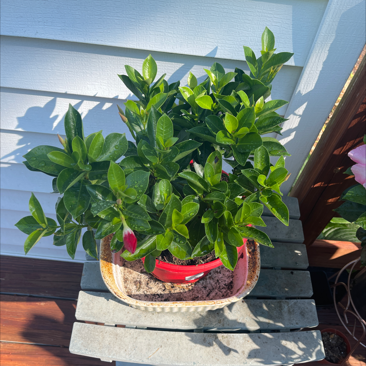 Healthy Brazilian Jasmine plant in a red pot on a wooden surface.