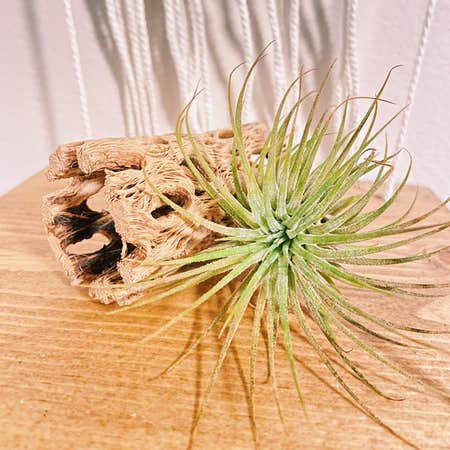 Photo of the plant species Tillandsia magnusiana Air Plant by @kwuff named Zinna on Greg, the plant care app