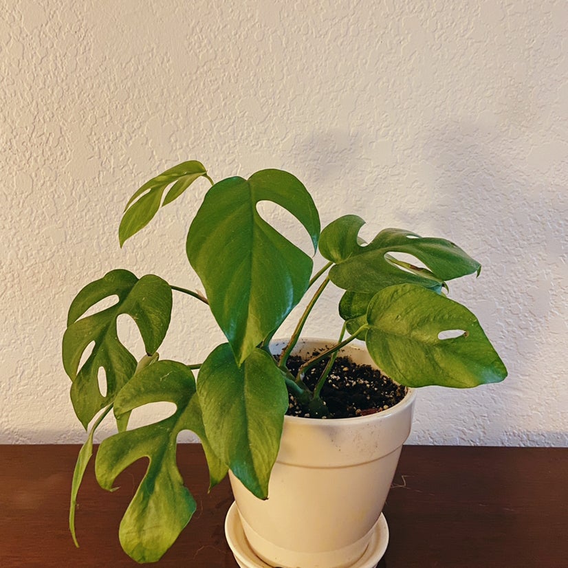 Photo of the plant species Mini Monstera by @kwuff named Forrest on Greg, the plant care app