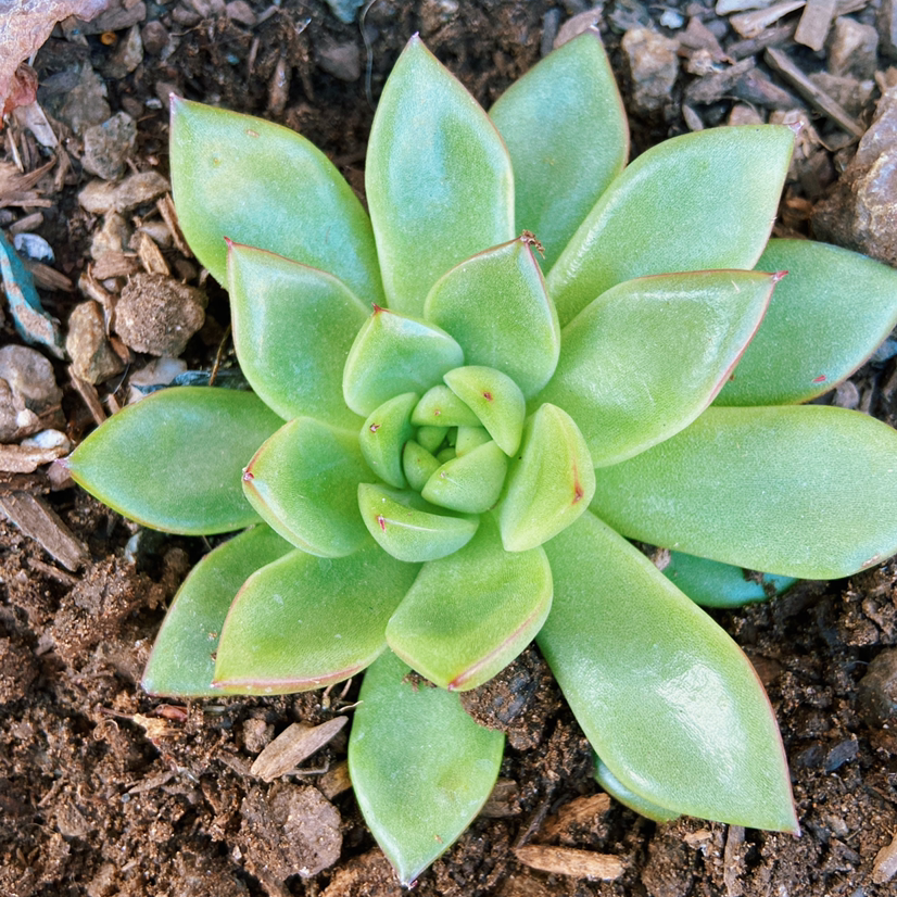 Healthy Lipstick Echeveria plant with vibrant green leaves and visible soil.