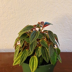 Peperomia 'Rosso' plant