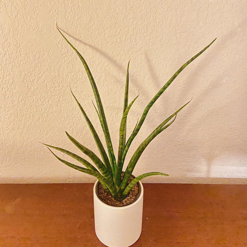 Dracaena 'Mikado' plant in a white pot with green, upright leaves.