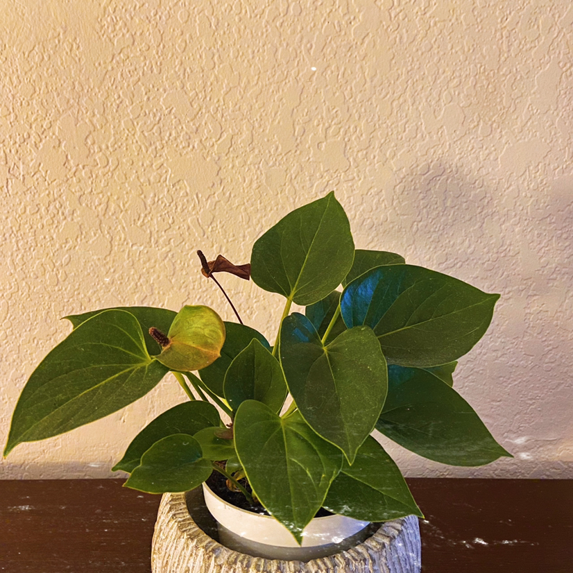 A healthy Anthurium plant with glossy green leaves and immature green spathes, showing slight yellowing on one leaf edge.