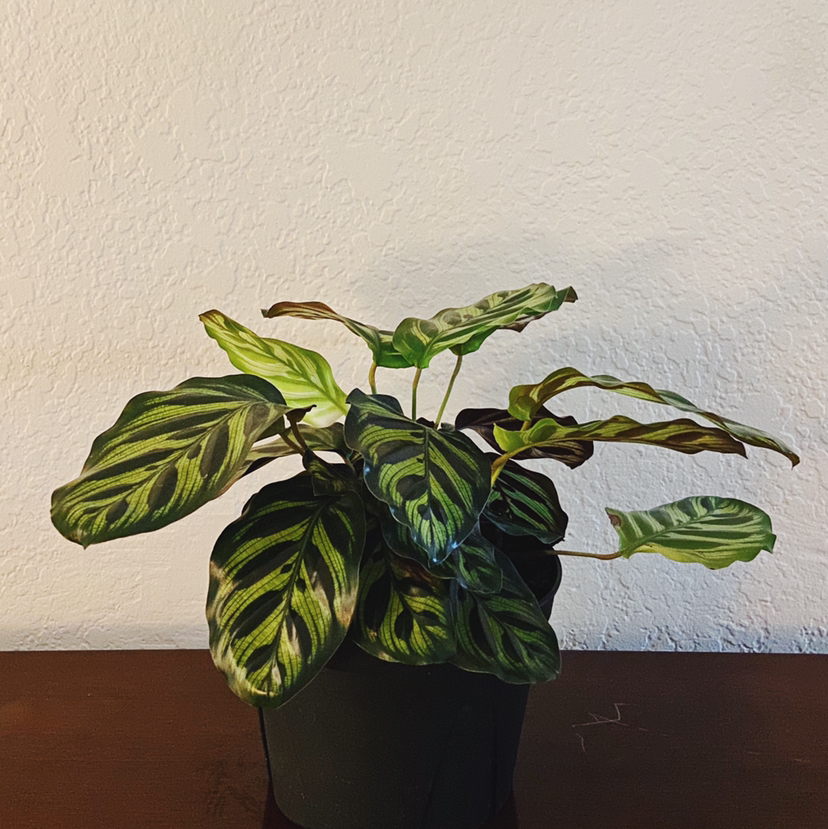 Cathedral Windows plant photo by @kwuff named Chloe on Greg, the plant care app.