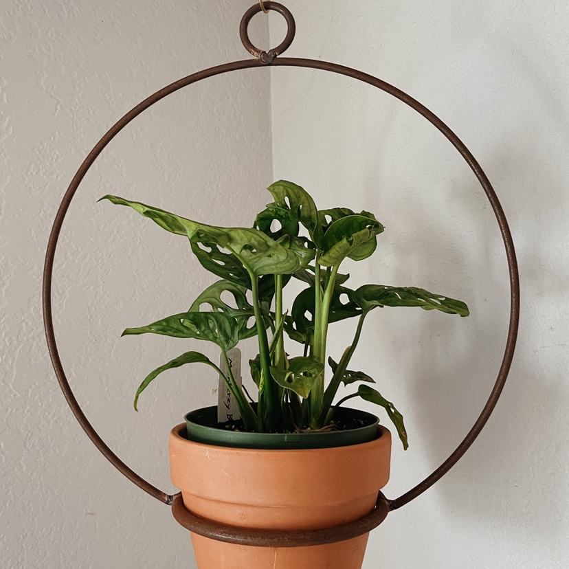 Photo of the plant species Swiss Cheese Vine by @kwuff named Osmo on Greg, the plant care app