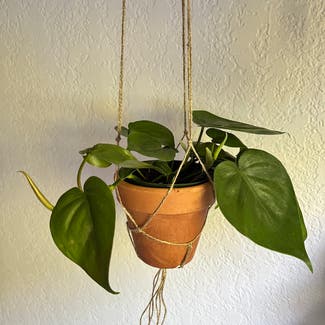 Heartleaf Philodendron plant in Morro Bay, California