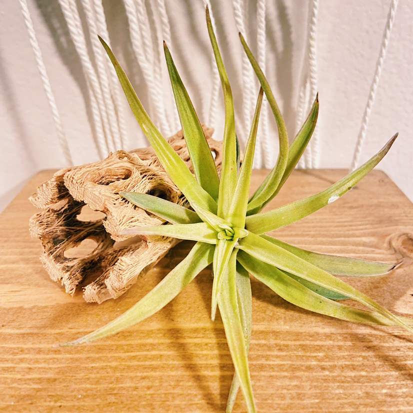 Capitata Air Plant on a wooden surface, appearing healthy with green leaves.