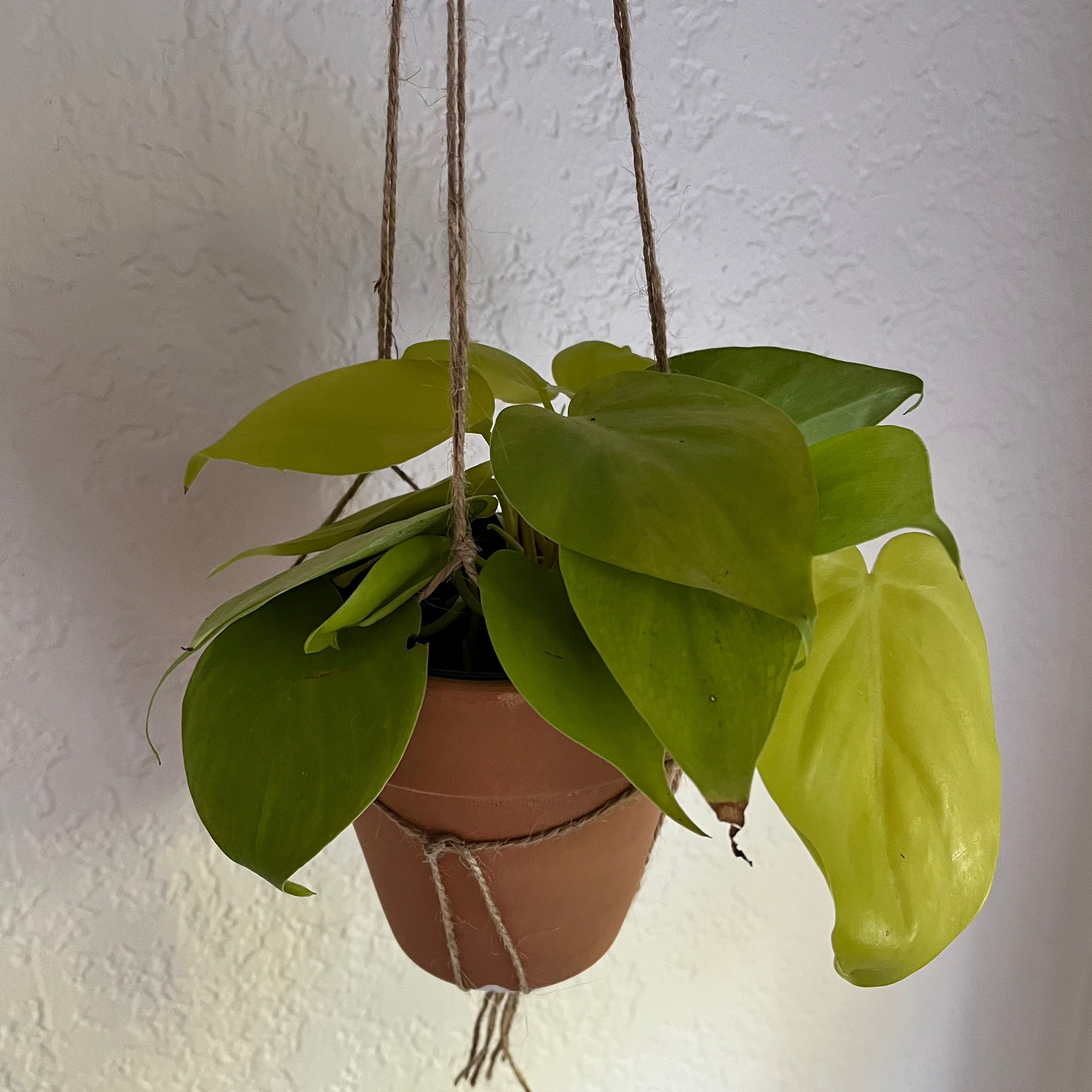 Hanging potted Philodendron Lemon Lime with some yellowing leaves.