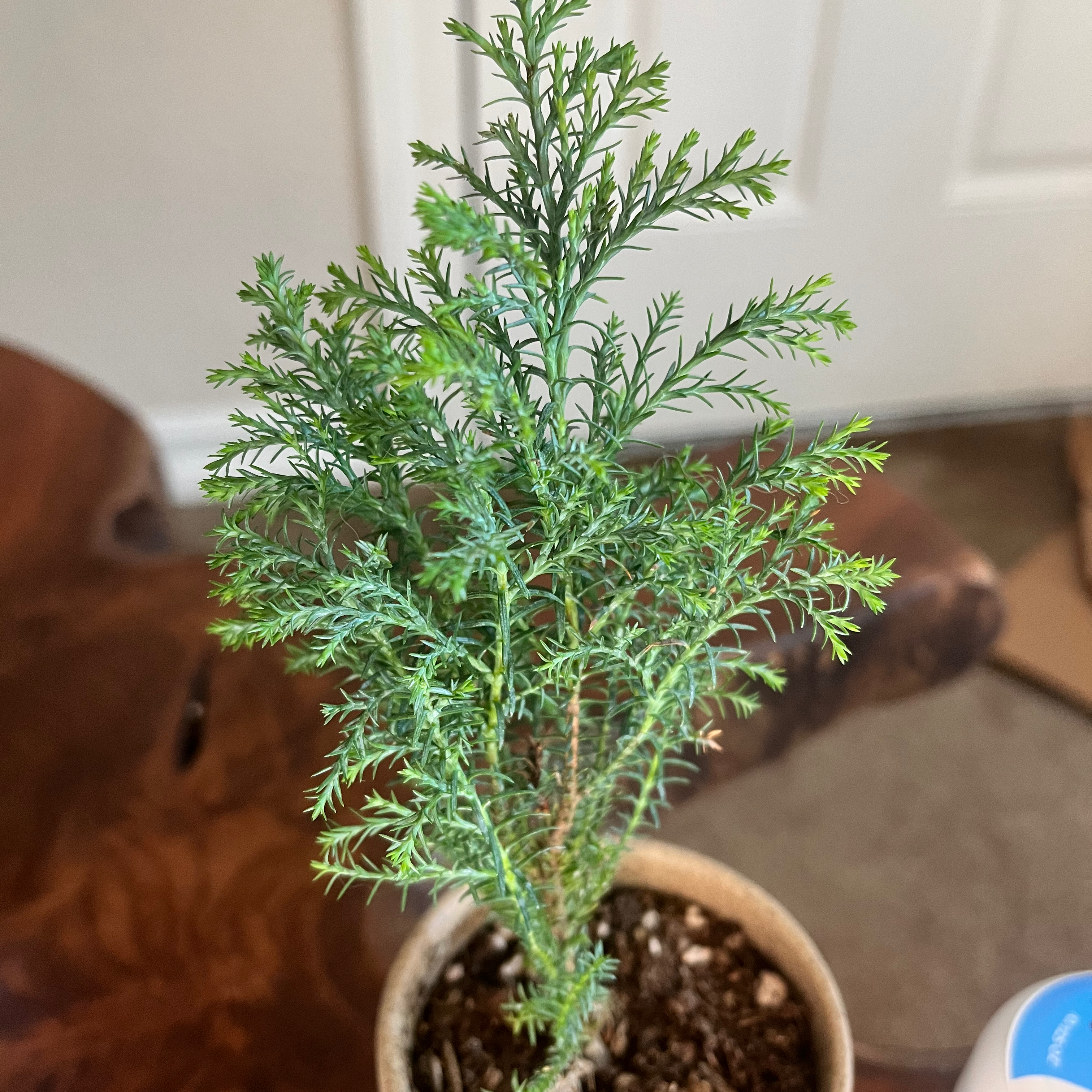 Healthy American Juniper plant in a pot with visible soil.
