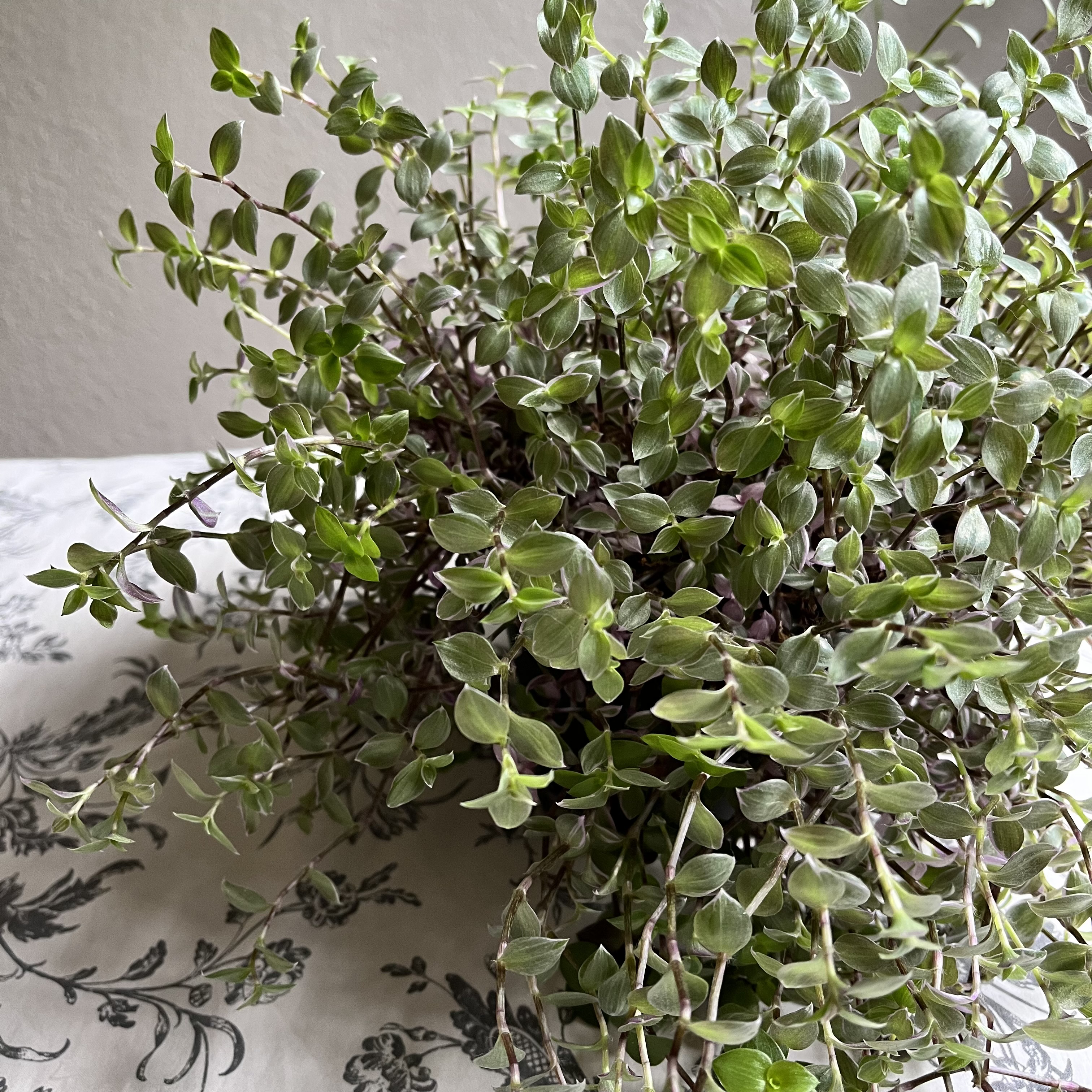 Thriving small-leaf spiderwort plant with dense green foliage growing in a decorative planter against a floral background.