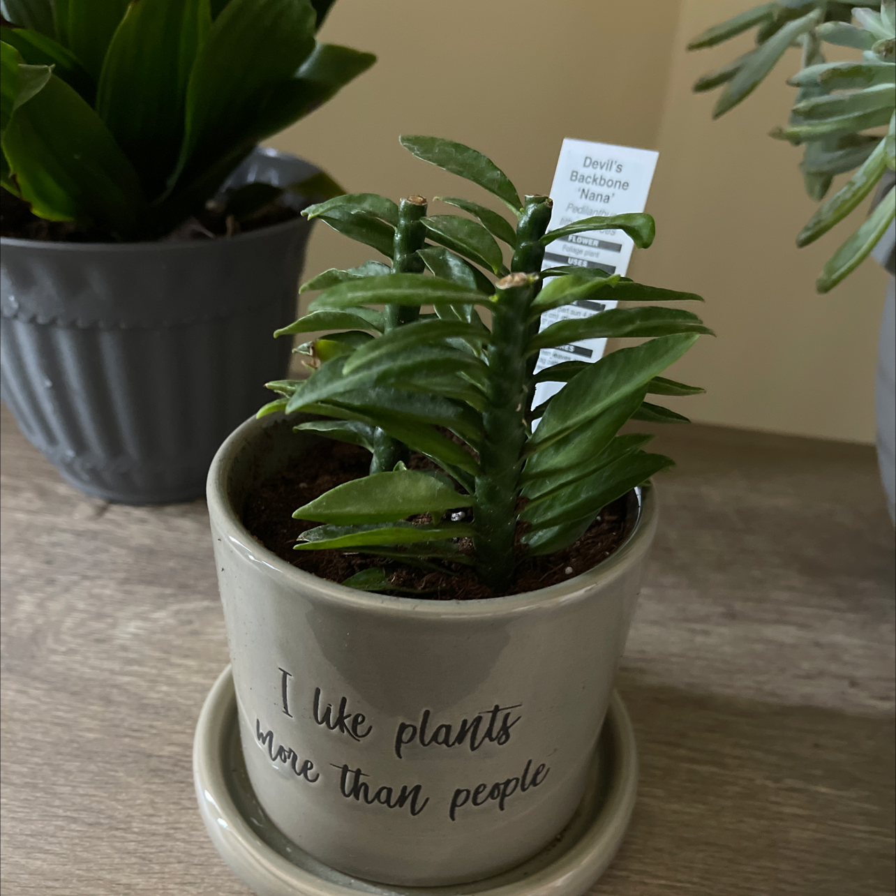 Healthy fern in pot with humorous text, surrounded by other houseplants. Lush green fronds indicate thriving plant.