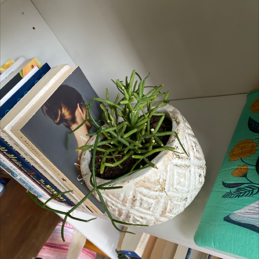 Potted Hairy Stemmed Rhipsalis plant on a shelf with books and decor.