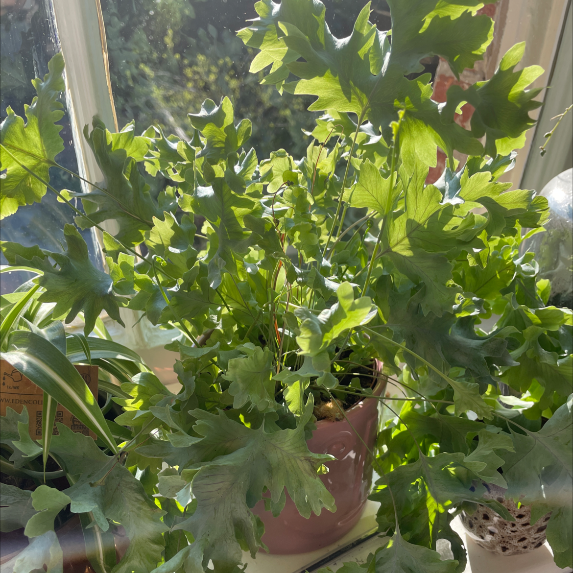 Phlebodium 'Davana' plant near a window with vibrant green leaves.