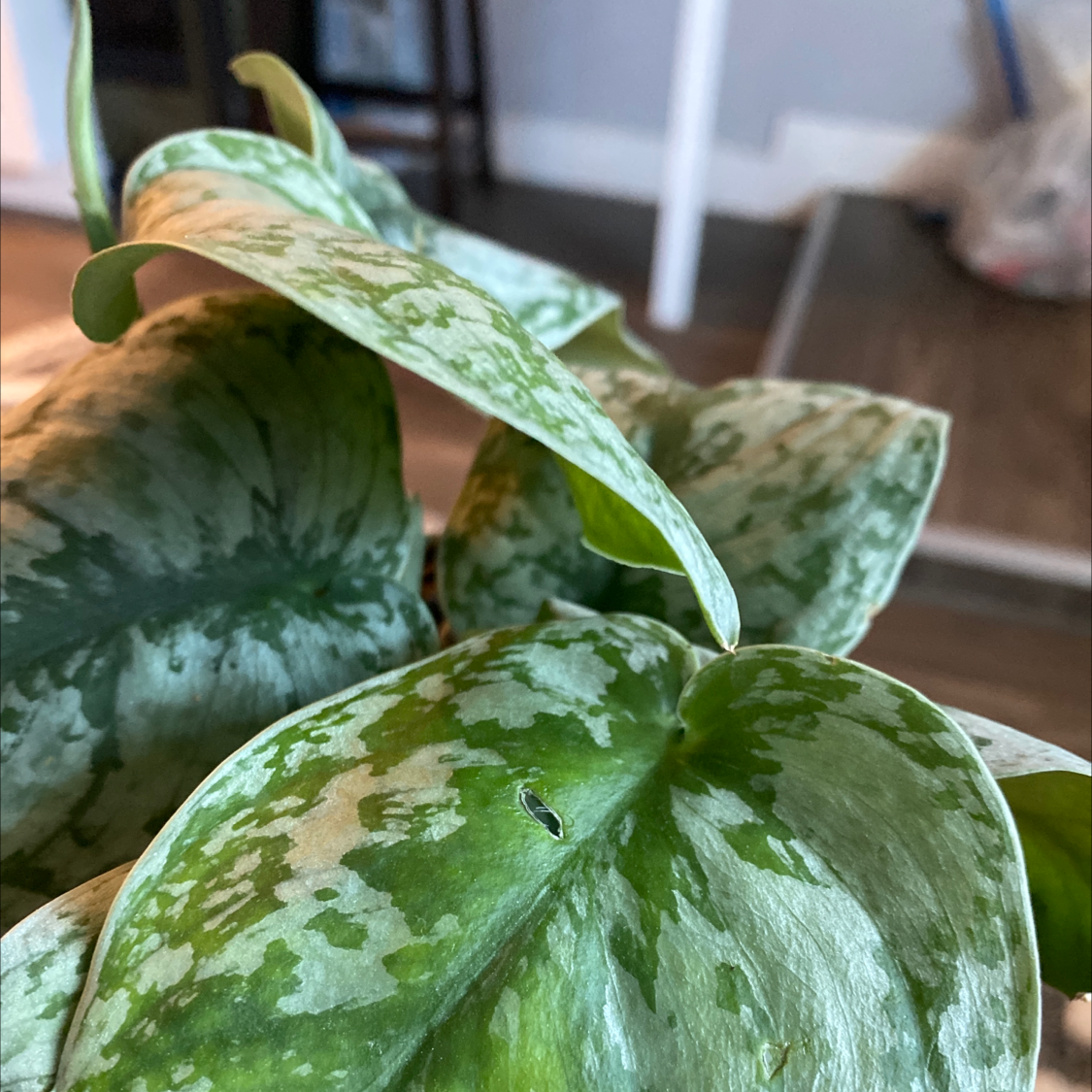Satin Pothos plant photo by Jupiterslove named velvet on Greg, the plant care app.