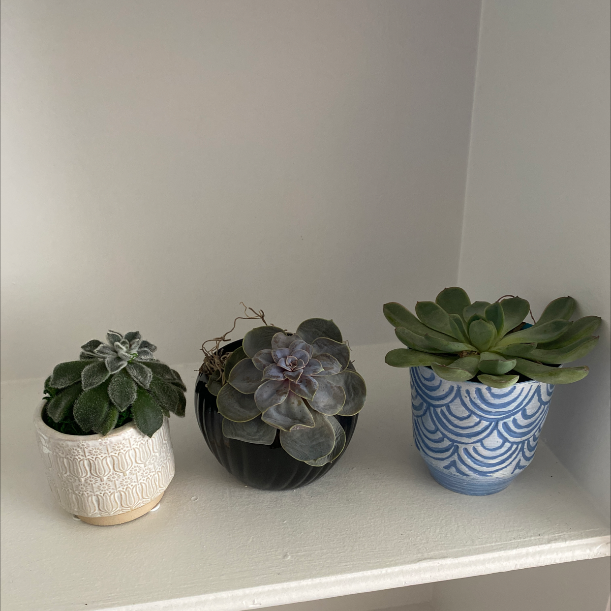 Three succulent plants in separate pots on a shelf.