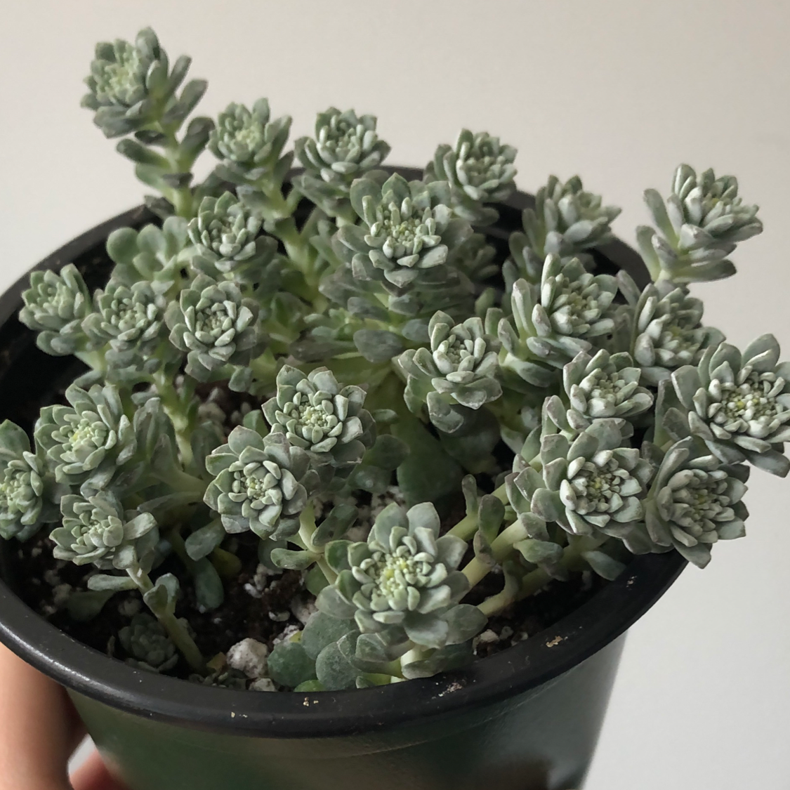 Healthy Purdy's Stonecrop succulent in a black pot with visible soil.
