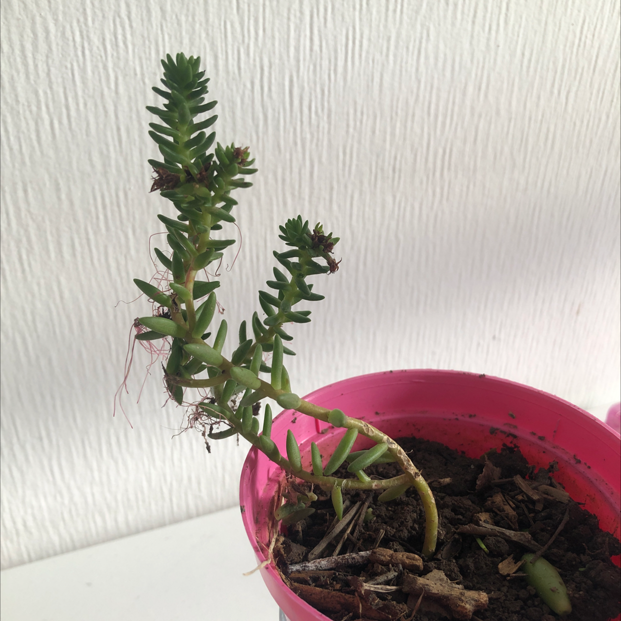 Jenny's Stonecrop plant in a pink pot with some browning leaves and visible soil.